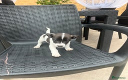 Jack Russell dogs for sale: Jack russsell puppy’s for sale small type - Image 8