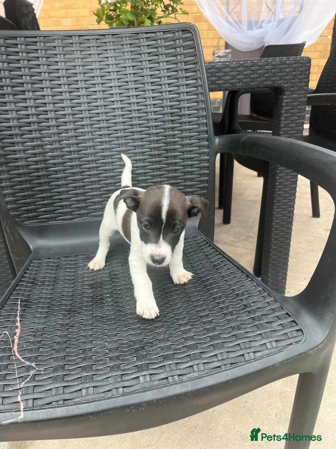 Jack Russell dogs for sale: Jack russsell puppy’s for sale small type - Image 8