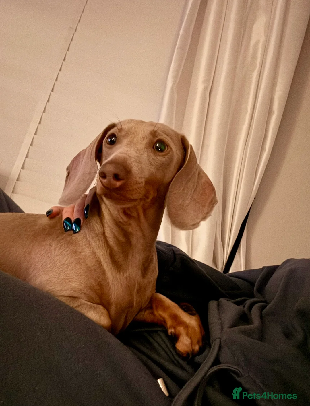 Dachshund dogs for sale: Beautiful miniature dachshunds dapple & Isabella  - Advert 19
