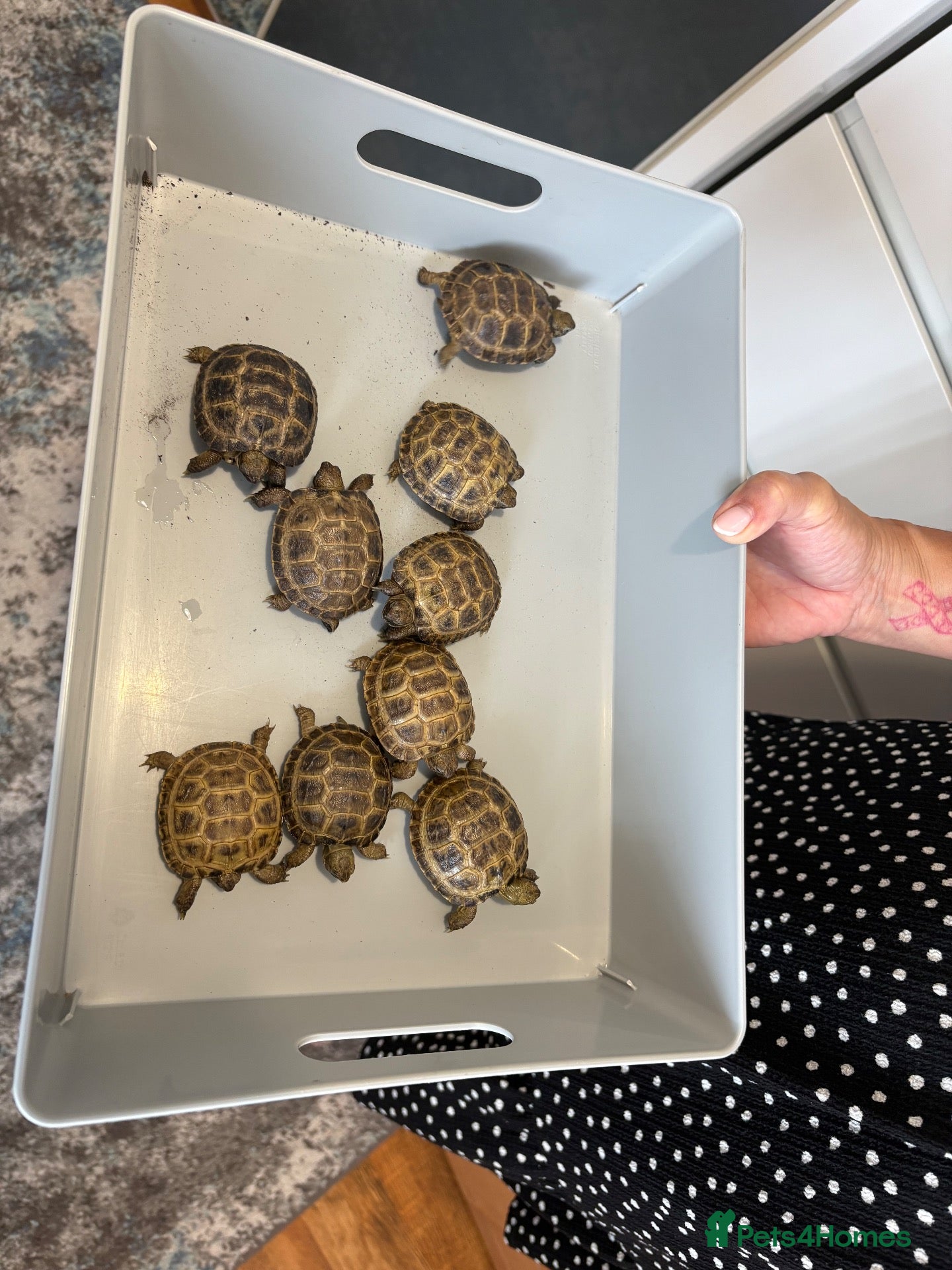 Tortoise reptiles Baby Horsfield Tortoise  - Advert 2