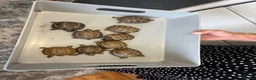 Tortoise reptiles for sale: Baby Horsfield Tortoise  - Advert 2