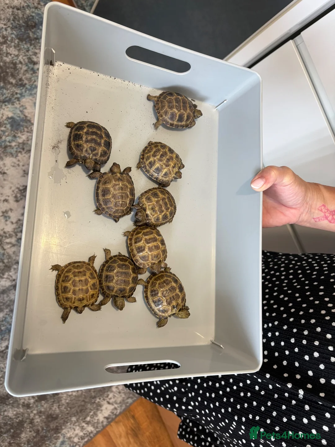 Tortoise reptiles for sale: Baby Horsfield Tortoise  - Advert 2