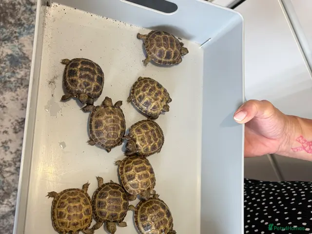 Tortoise reptiles Baby Horsfield Tortoise - Advert 2