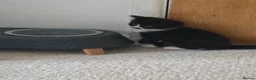 Mixed Breed cats for sale: A mix of beautiful kittens - Advert 14
