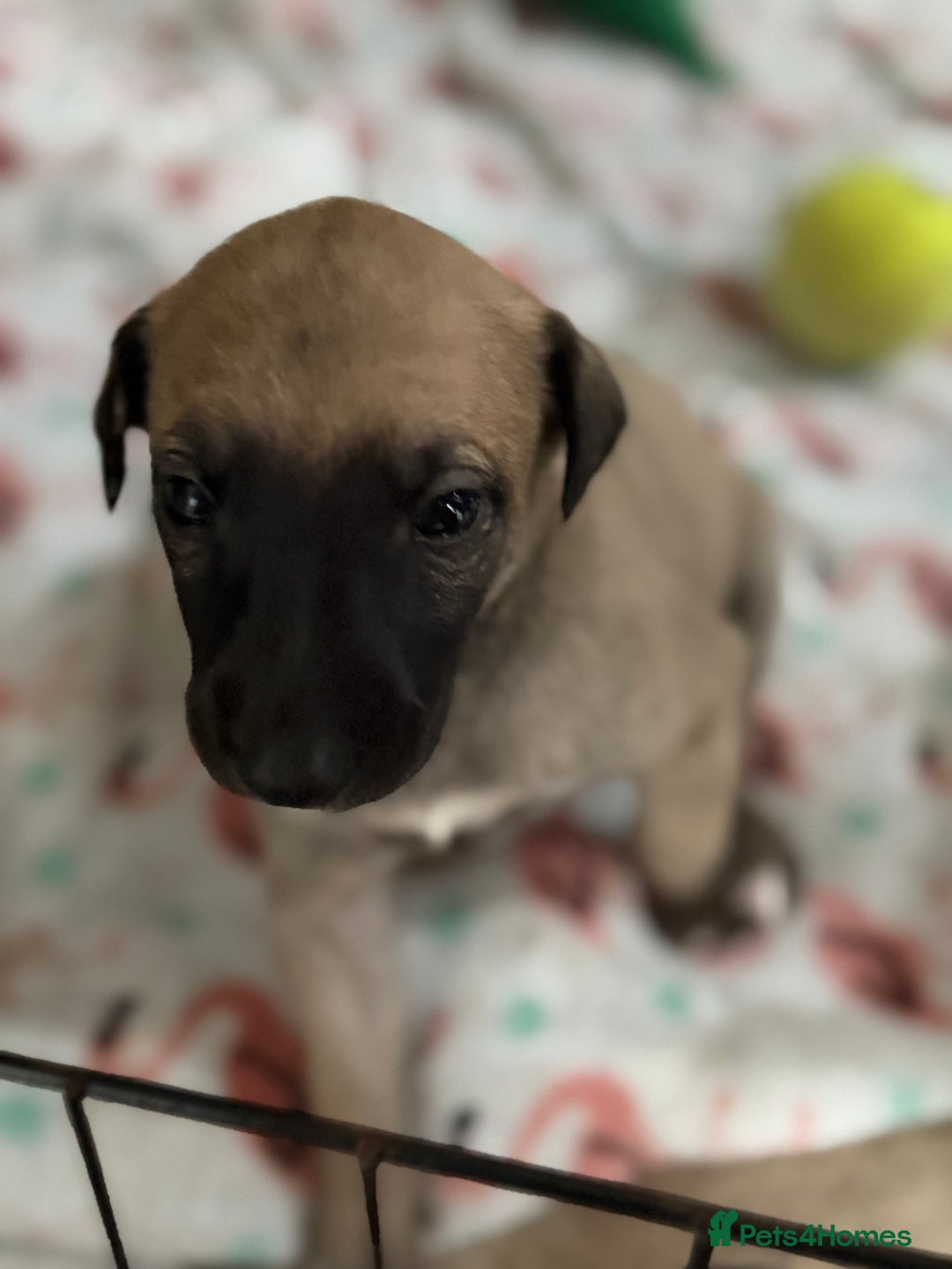 Whippet dogs for sale: 5 whippet puppies  - Image 3