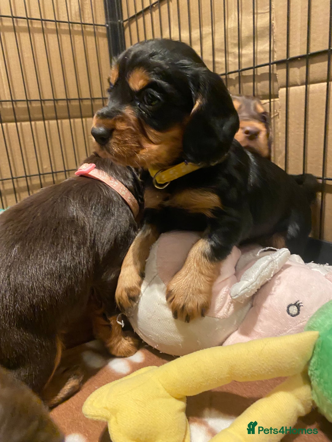 Cocker Spaniel dogs for sale: 2X cocker spaniel pups left  - Advert 8