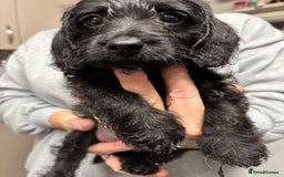 Doxiepoo dogs for sale: Doxipoo puppies READY NOW - Image 6