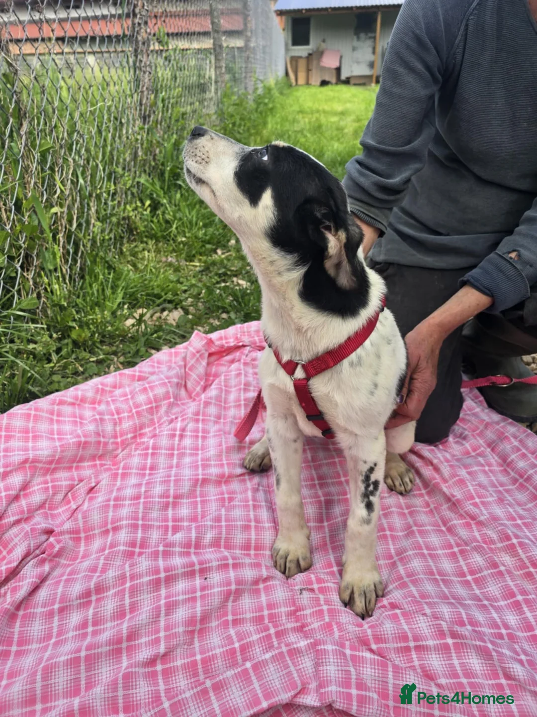 Mixed Breed dogs for adoption: MAKI  - Advert 7