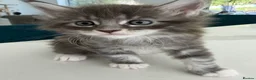 Maine Coon cats for sale: Maine Coon Kittens for sale (Surrey location) - Advert 18