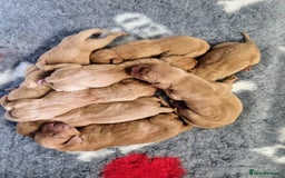 Hungarian Vizsla dogs for sale: Hungarian Vizsla x Fox Red Labrador Puppies - Image 18