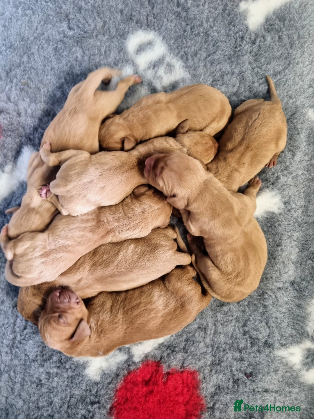 Hungarian Vizsla dogs for sale: Hungarian Vizsla x Fox Red Labrador Puppies - Image 18