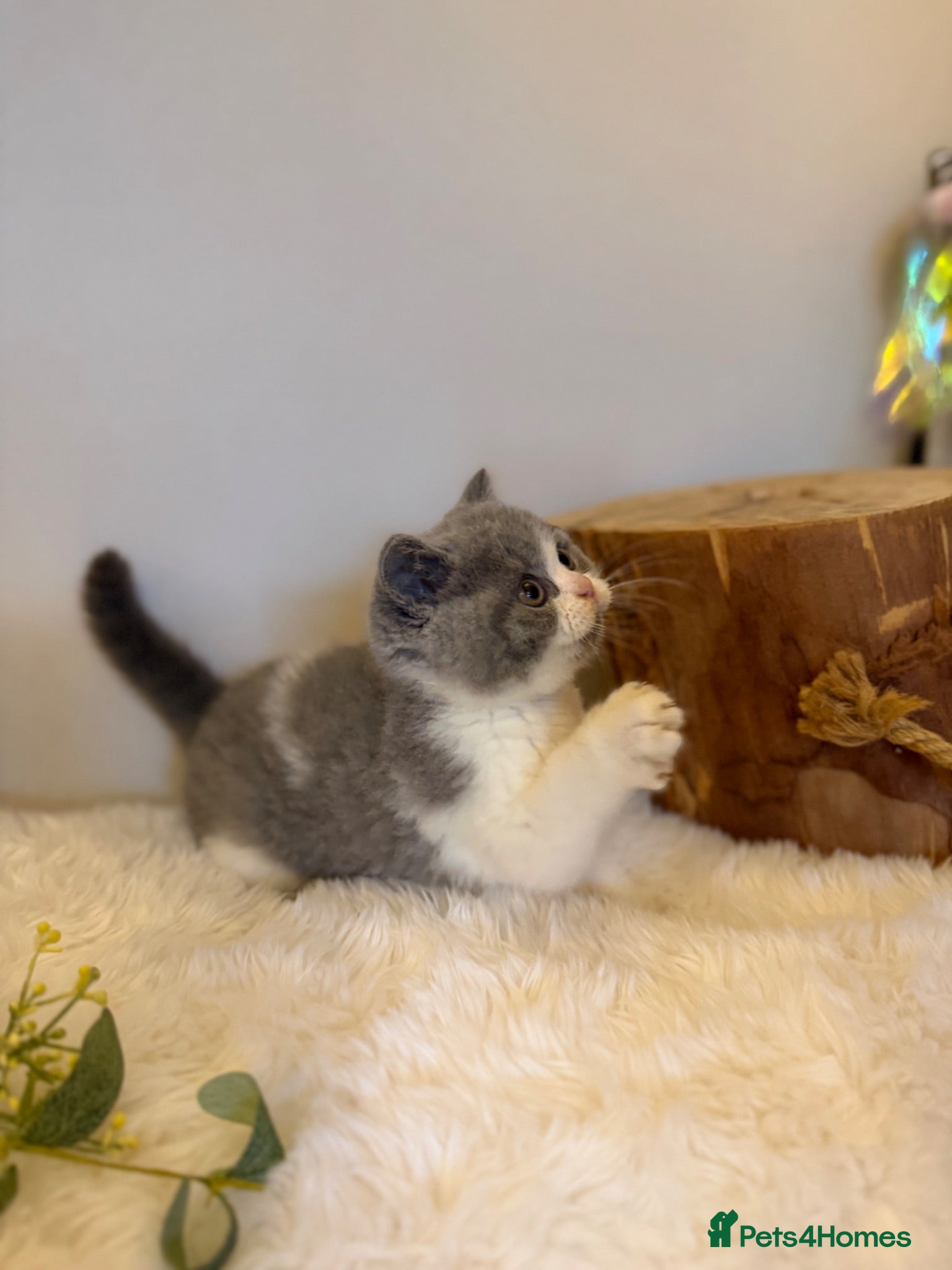 British Shorthair cats Full Pedigree Registered Breeder BSH Kittens  - Advert 8