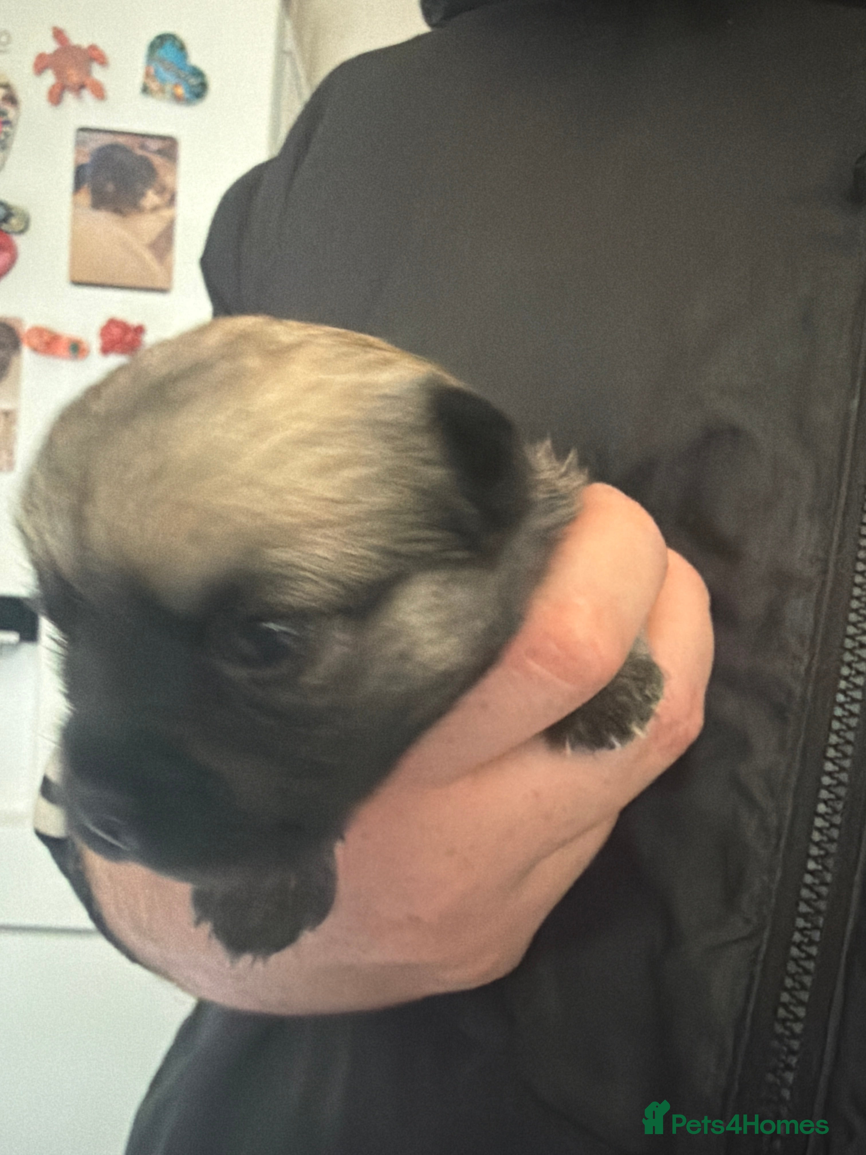 Chug dogs 4 adorable fur babies  - Advert 2