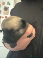 Chug Puppy 1