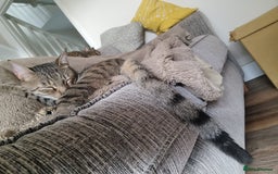 Mixed Breed cats for adoption: Hiyori & Ollie - beautiful pair - Image 10