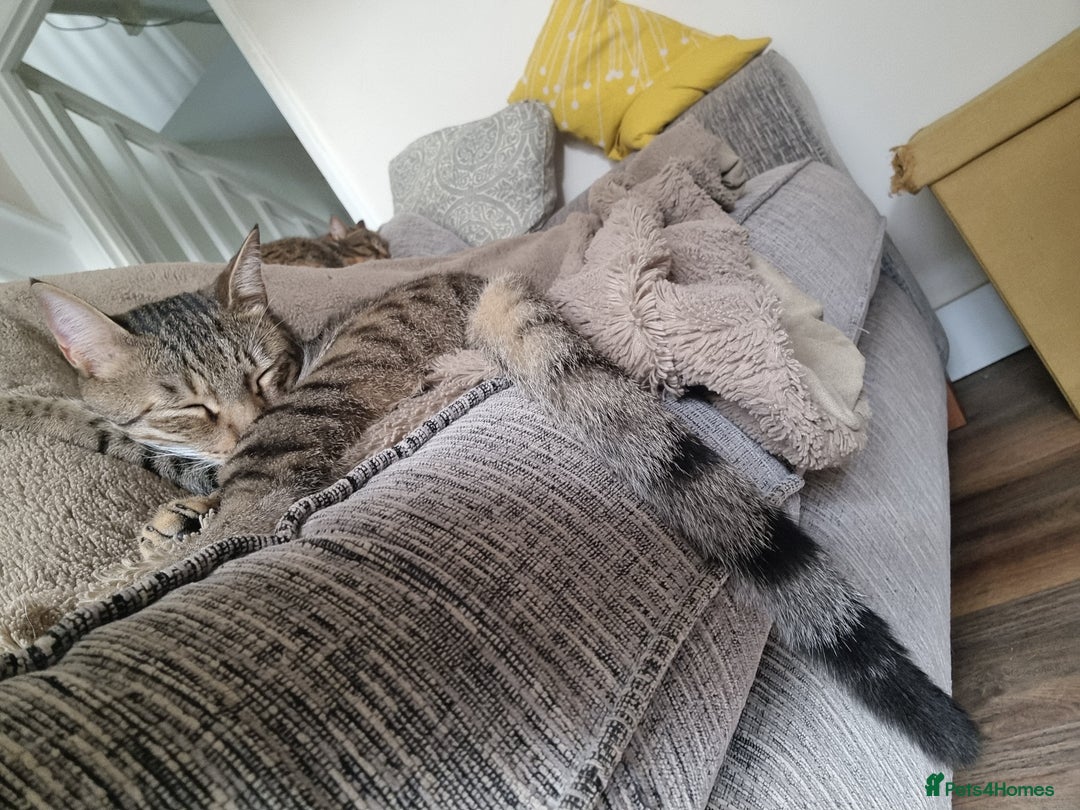 Mixed Breed cats for adoption: Hiyori & Ollie - beautiful pair - Image 10