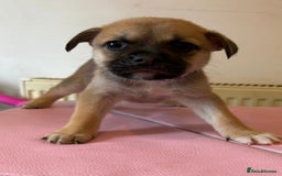 Mixed Breed dogs for sale: 2 boys 1 girl  - Image 5