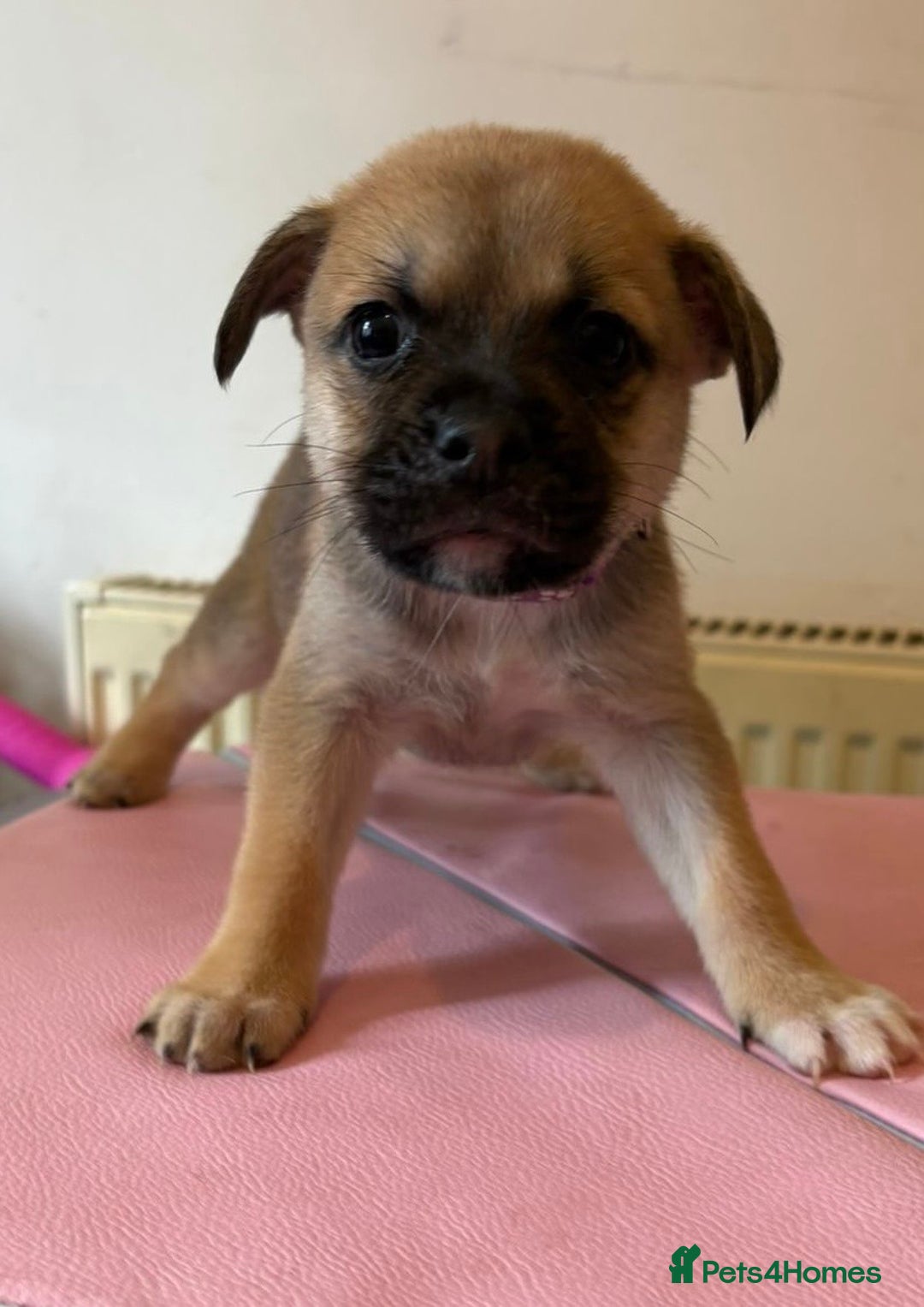 Mixed Breed dogs for sale: 2 boys 1 girl  - Image 5
