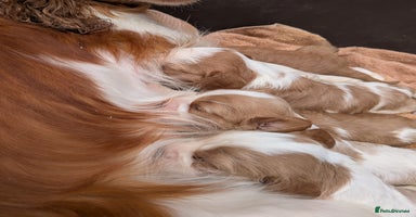 Cavalier King Charles Spaniel dogs - Advert 8