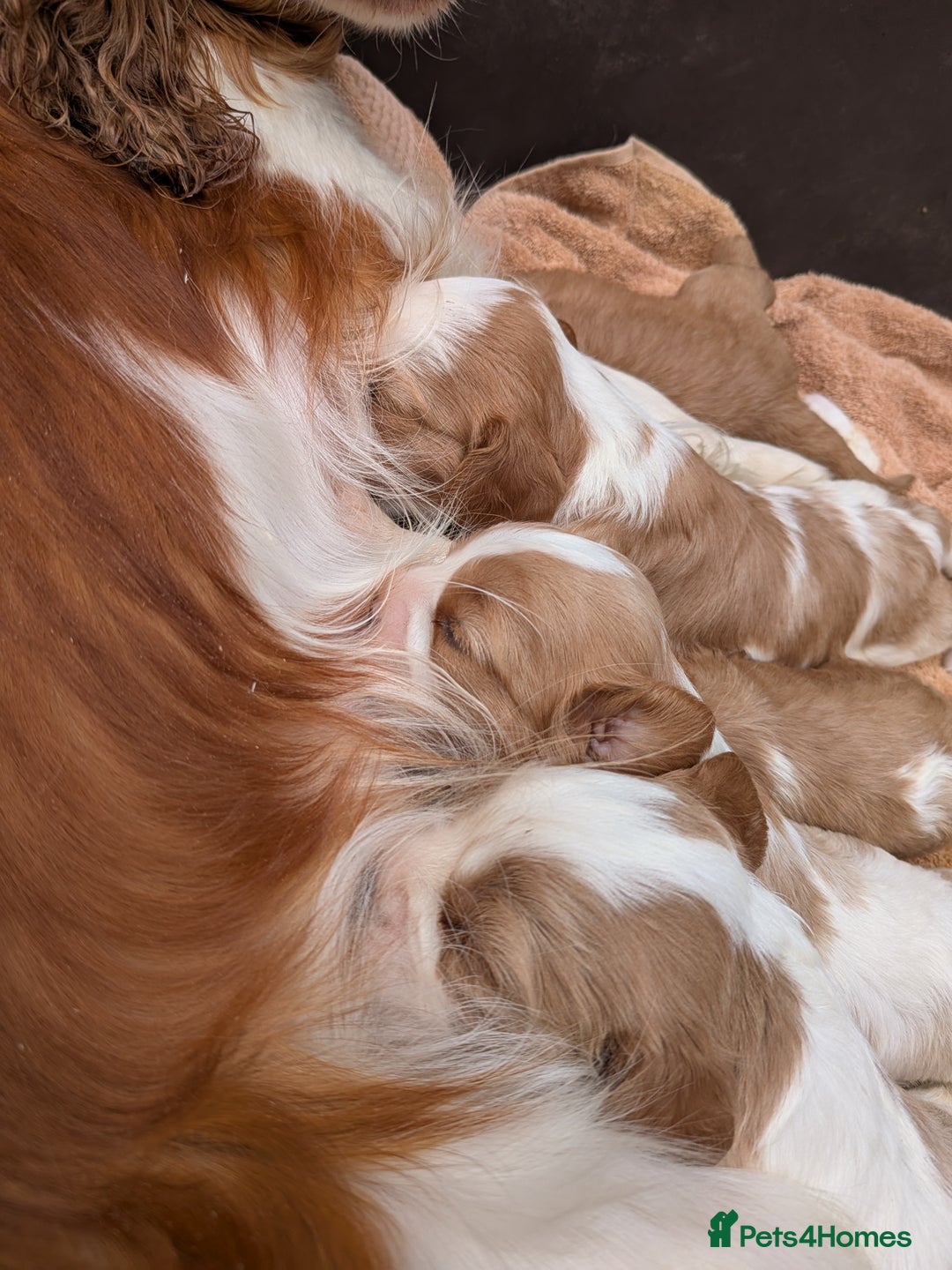 Cavalier King Charles Spaniel dogs for sale: Stunning cavalier puppies  - Image 2