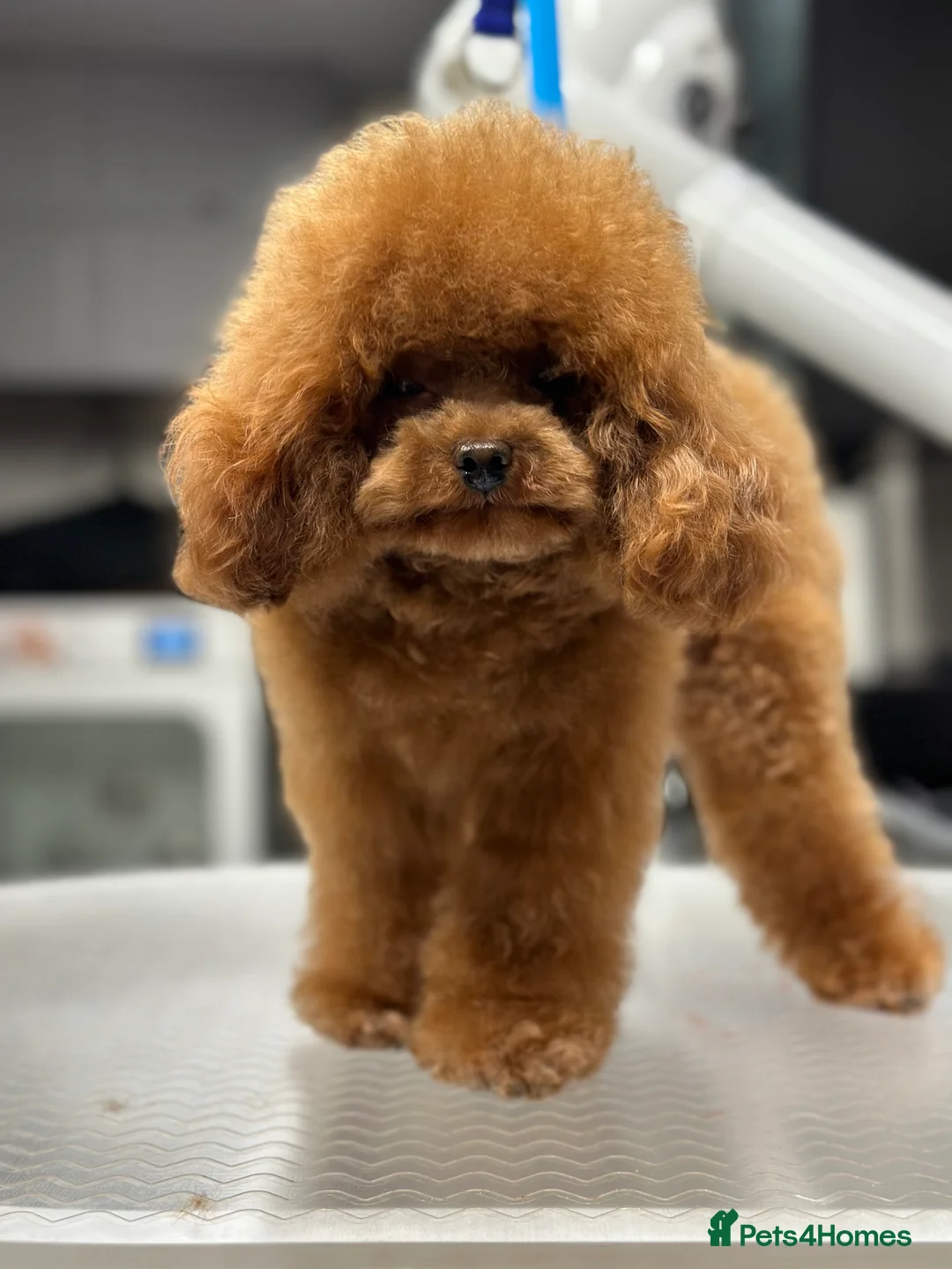 Toy Poodle dogs for stud: Stunning true to type Asian toy poodle in Lanark - Advert 4