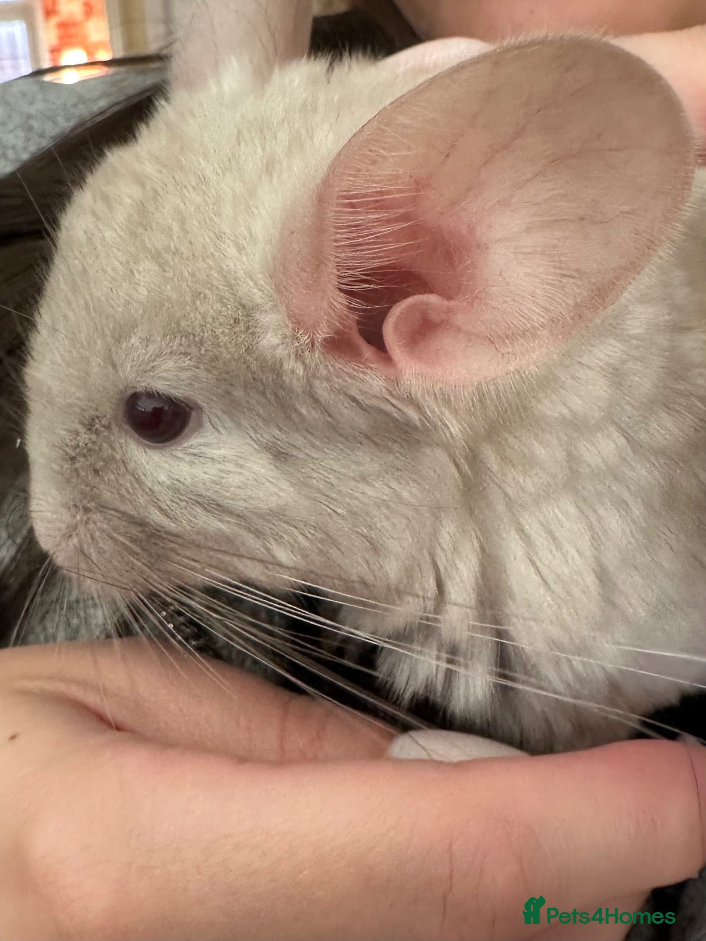 Chinchilla rodents Champagne Beige Baby Chinchilla (Male) - Advert 2