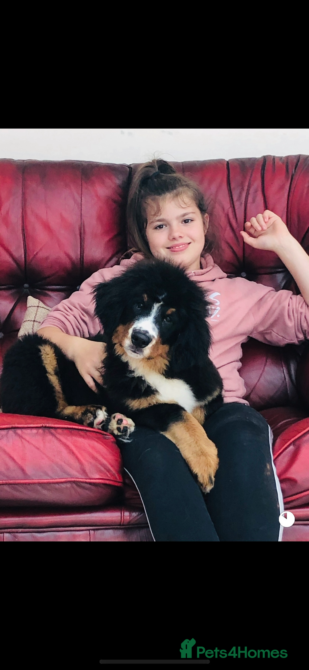 Bernese Mountain Dog dogs for sale: Boys and girls  - Advert 19