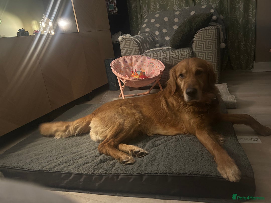 Golden Retriever dogs for stud: 4 year old golden retriever for stud  in Gateshead - Image 5