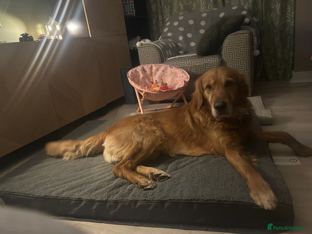 Golden Retriever dogs for stud: 5 year old golden retriever for stud  in Gateshead - Advert 5