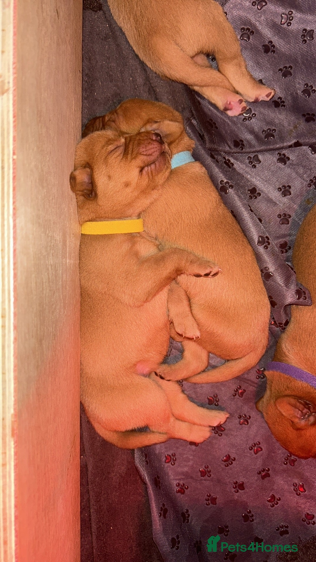 Labrador Retriever dogs for sale: Fox red labrador pups Glasgow  - Advert 5