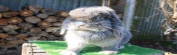 Mini Lop rabbits for sale: Adult mini lop rabbits  - Advert 1