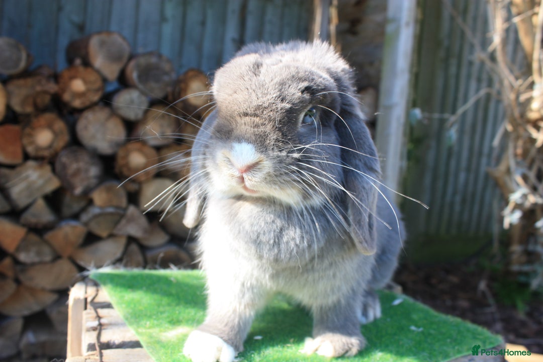 Mini Lop rabbits for sale: Adult mini lop rabbits  - Advert 1