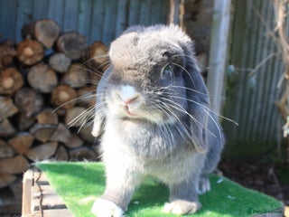 Mini Lop rabbits Adult mini lop rabbits - Advert 1