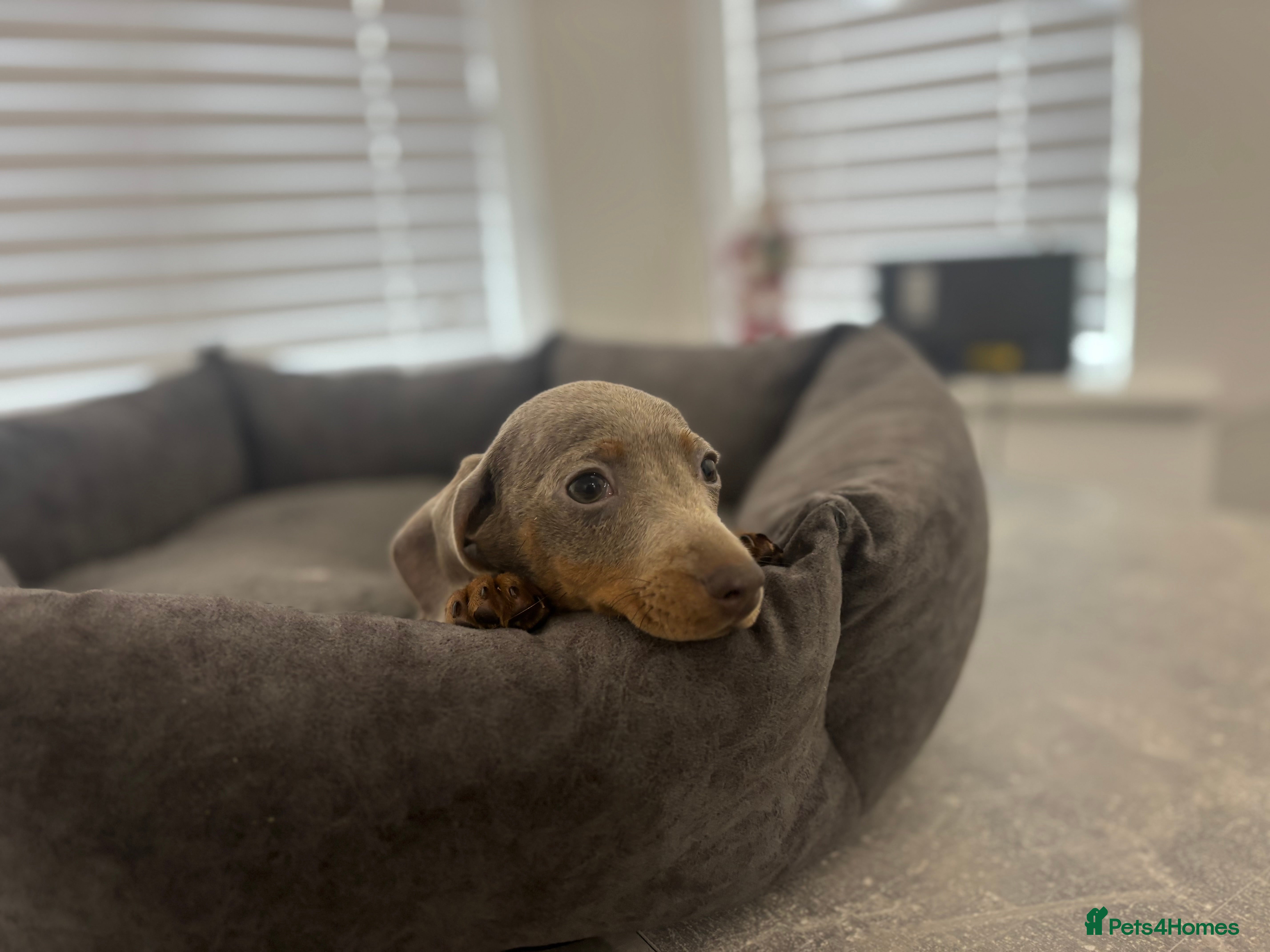 Miniature Dachshund dogs 3 Daxi pups - Advert 5