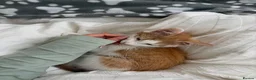 Mixed Breed cats for sale: Beautiful ginger malevaccinated+chipped+fw treated - Advert 21