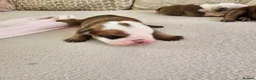 English Bulldog dogs for sale: British bulldog pups in Ammanford - Advert 21