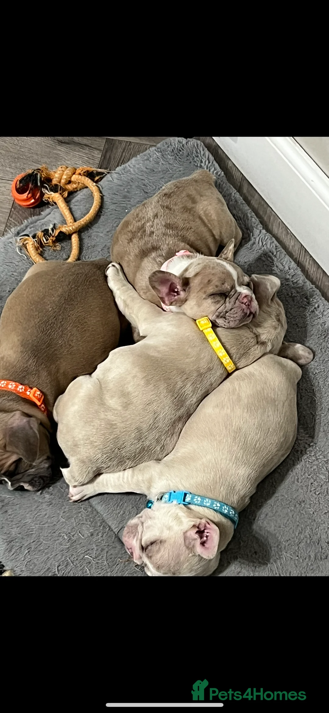 French Bulldog dogs for sale: 1 male French Bulldog Pup left  - Advert 6