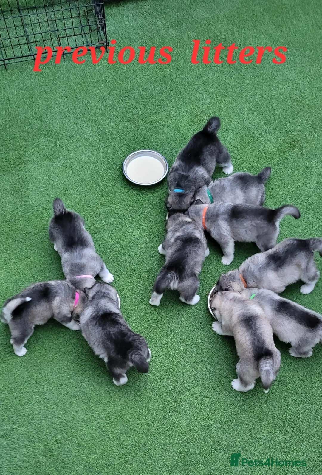 Alaskan Malamute dogs for stud:  Kc Alaskan malamute STUD ONLY  - Advert 4