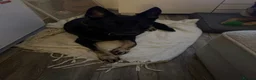 German Shepherd dogs for sale: Elite DDR German Shepherd - World-Class Pedigree  - Advert 15