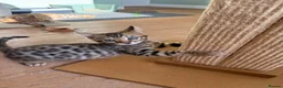 Bengal cats for sale: Beautiful Male Bengal Brown Rosetted Kitten in Diss - Advert 1