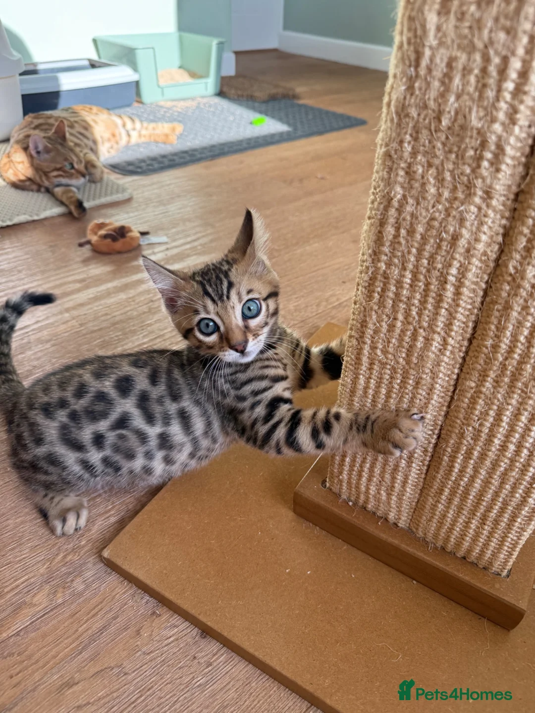 Bengal cats for sale: Beautiful Male Bengal Brown Rosetted Kitten in Diss - Advert 1