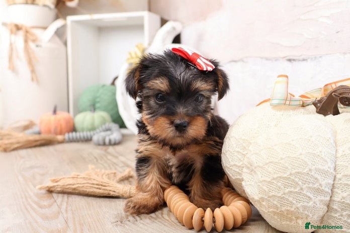 Yorkshire Terrier dogs - Advert 11