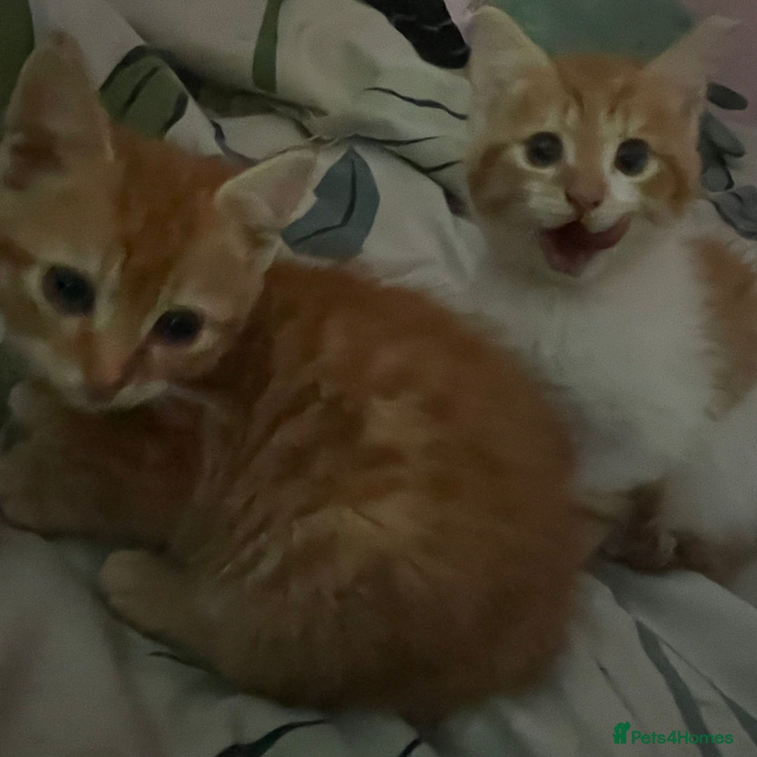 Mixed Breed cats for sale: 2 beautiful girl kittens looking for forever homes - Image 1