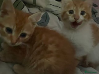 Mixed Breed cats - Advert 6