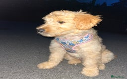 Goldendoodle dogs for sale: Our beautiful bailey the goldendoodle ❤️ - Image 10