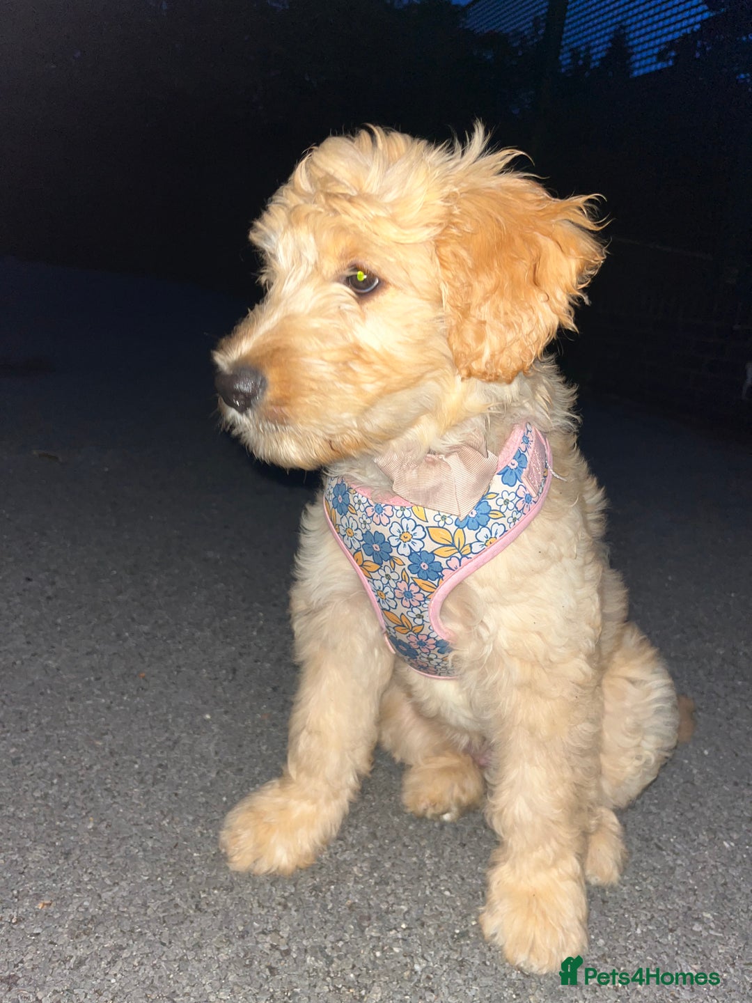 Goldendoodle dogs for sale: Our beautiful bailey the goldendoodle ❤️ - Image 10