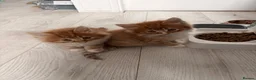 Mixed Breed cats for sale: Adorable fluffy ginger and white kittens - Advert 21