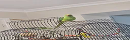 Ringnecks birds for sale: Rehome Indian Ringneck Parrot in Farnborough - Advert 2