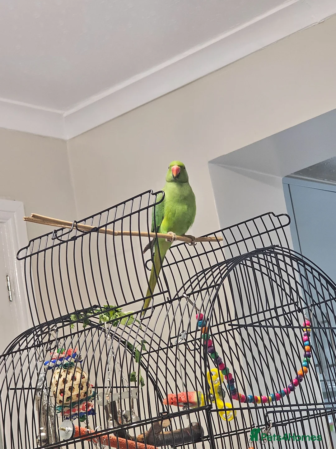 Ringnecks birds for sale: Rehome Indian Ringneck Parrot in Farnborough - Advert 2