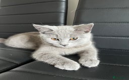 British Shorthair cats for sale: British short hair kitten - Image 2